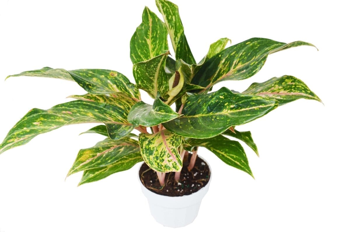 Chinese Evergreen 'Sparkling Sarah' - 6" Pot-Indoor Plants-Trendy Gardener