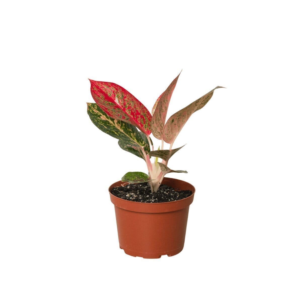 Chinese Evergreen 'Starburst'-Indoor Plants-Trendy Gardener