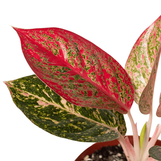 Chinese Evergreen 'Starburst'-Indoor Plants-Trendy Gardener