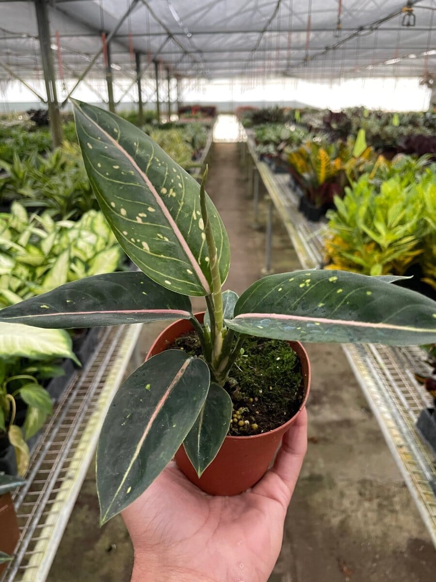 Chinese Evergreen 'Stars'-4" Plant-Trendy Gardener