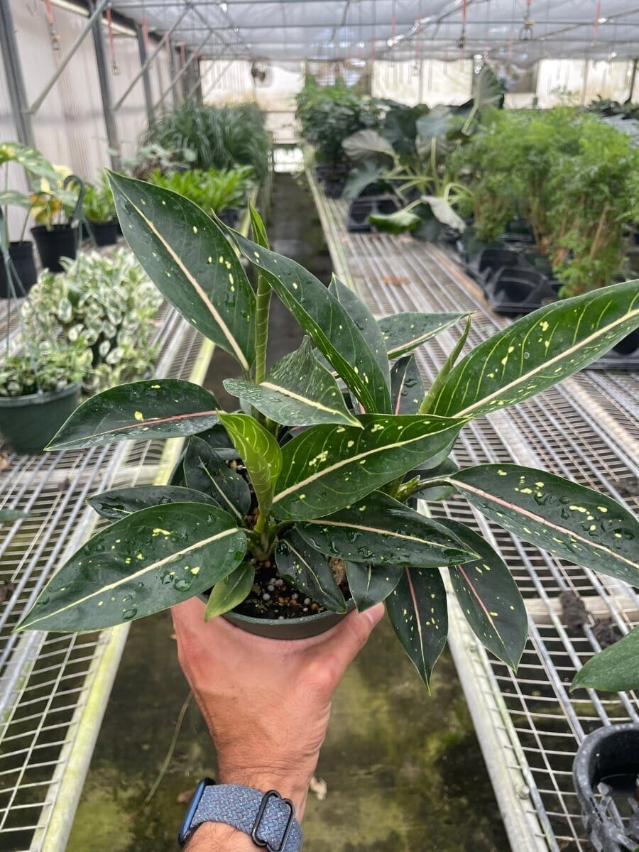 Chinese Evergreen 'Stars'-4" Plant-Trendy Gardener