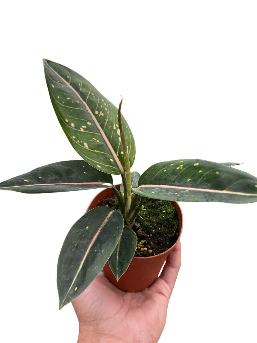 Chinese Evergreen 'Stars'-4" Plant-Trendy Gardener