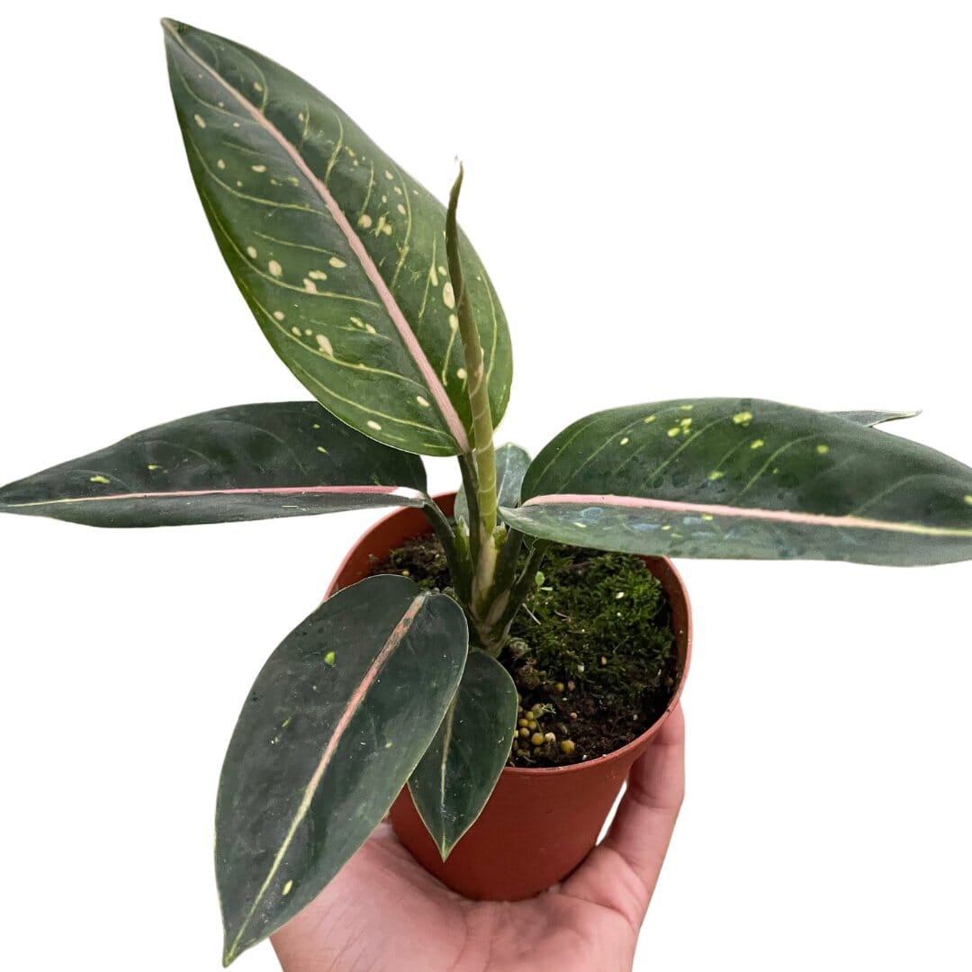 Chinese Evergreen 'Stars'-4" Plant-Trendy Gardener