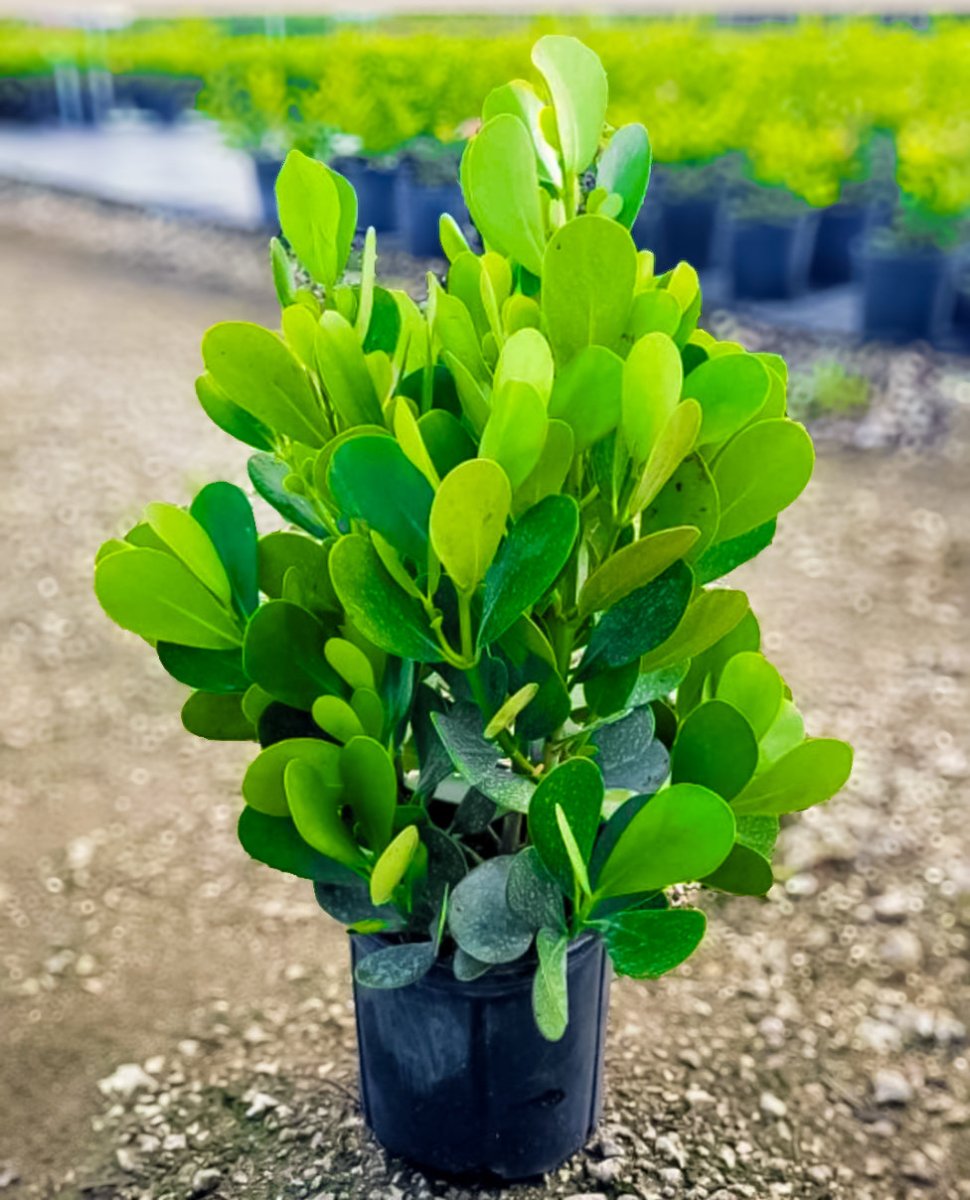 Clusia Fluminensis 'Nana'-6" Plant-Trendy Gardener