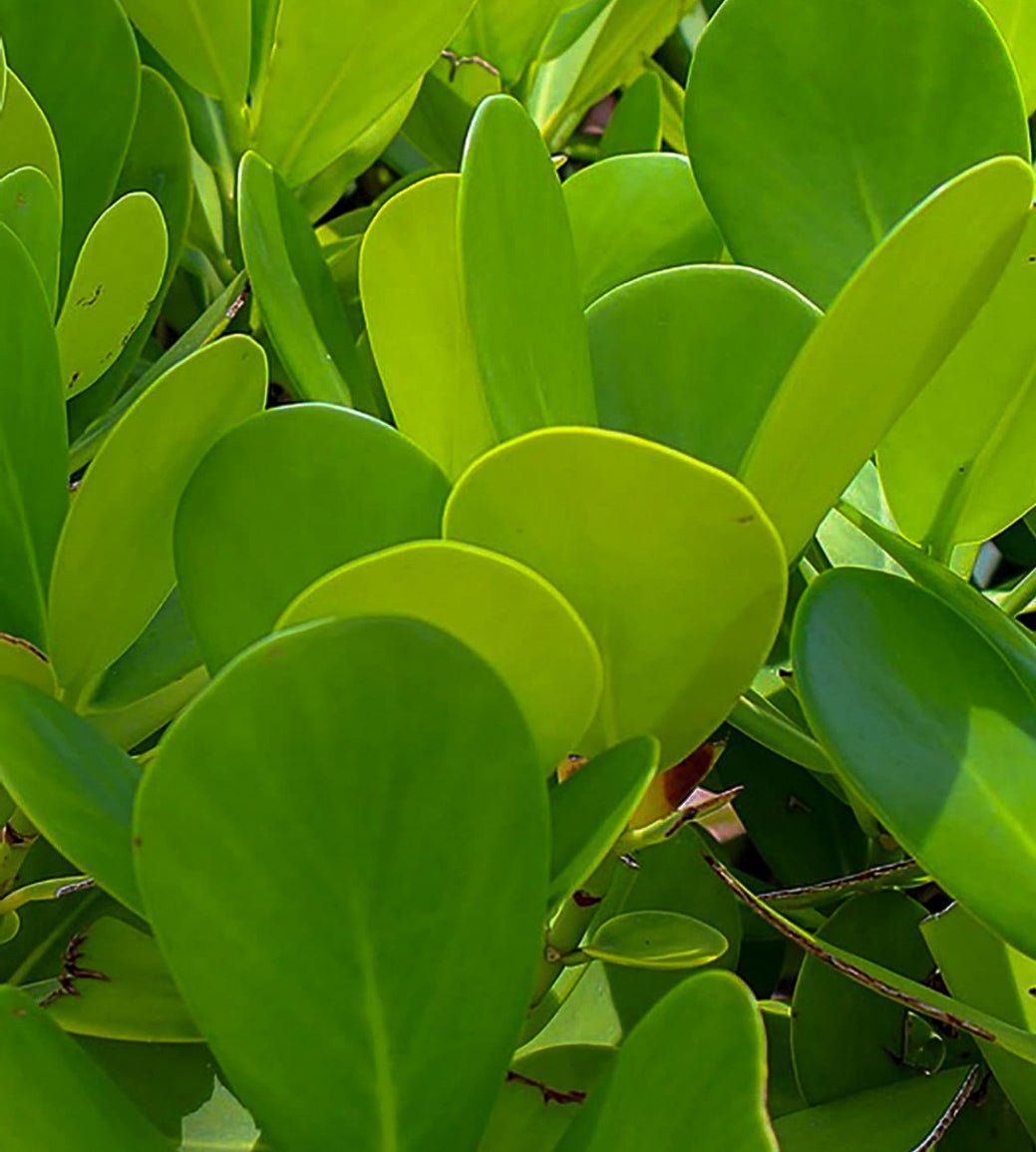 Clusia Fluminensis 'Nana'-6" Plant-Trendy Gardener