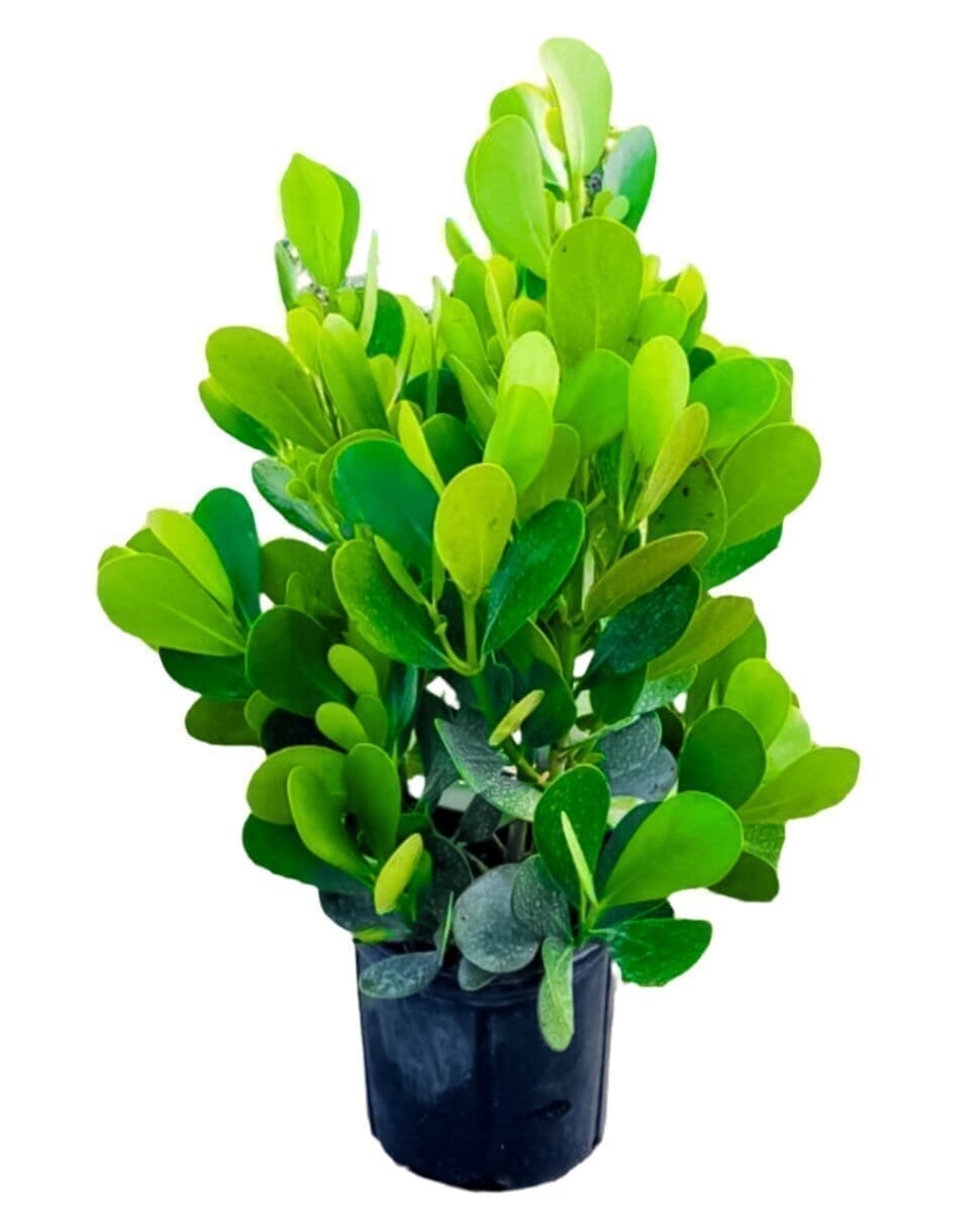 Clusia Fluminensis 'Nana' 6" Plant Trendy Gardener 