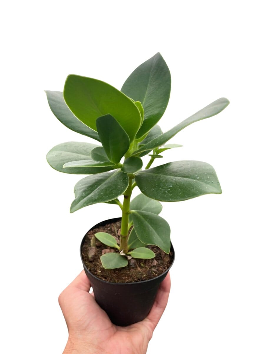 Clusia 'Princess' (Autograph Plant)-Indoor Plants-Trendy Gardener