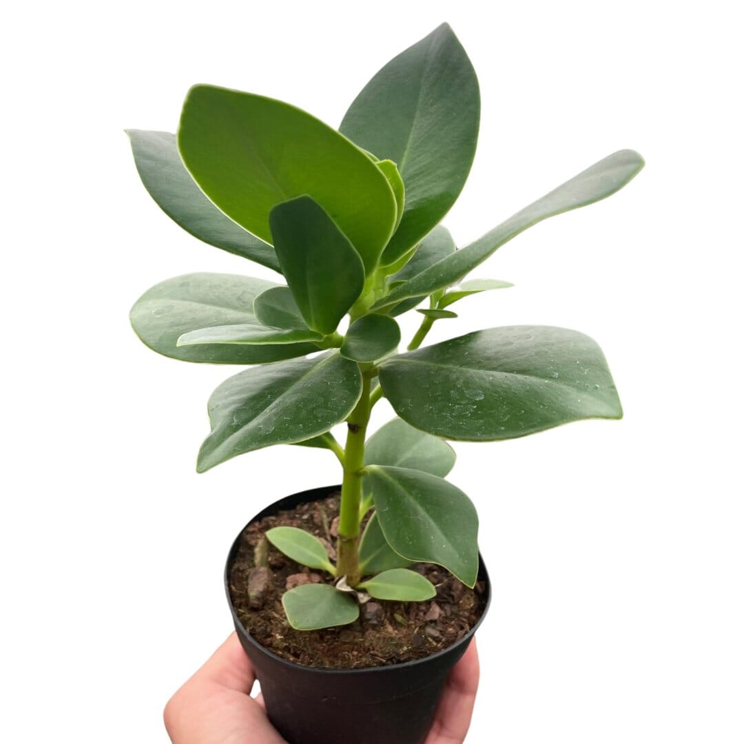 Clusia 'Princess' (Autograph Plant)-Indoor Plants-Trendy Gardener