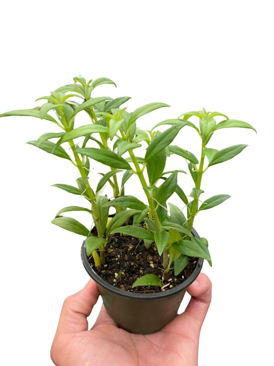 Columnea Hirta - 4" Pot-Indoor Plants-Trendy Gardener