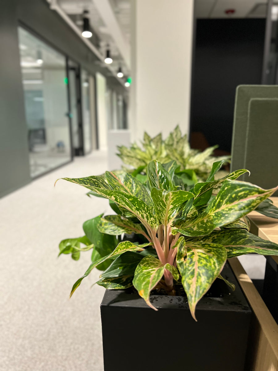CBRE 595 Tower — Reception Planting and Open Office Planters detail