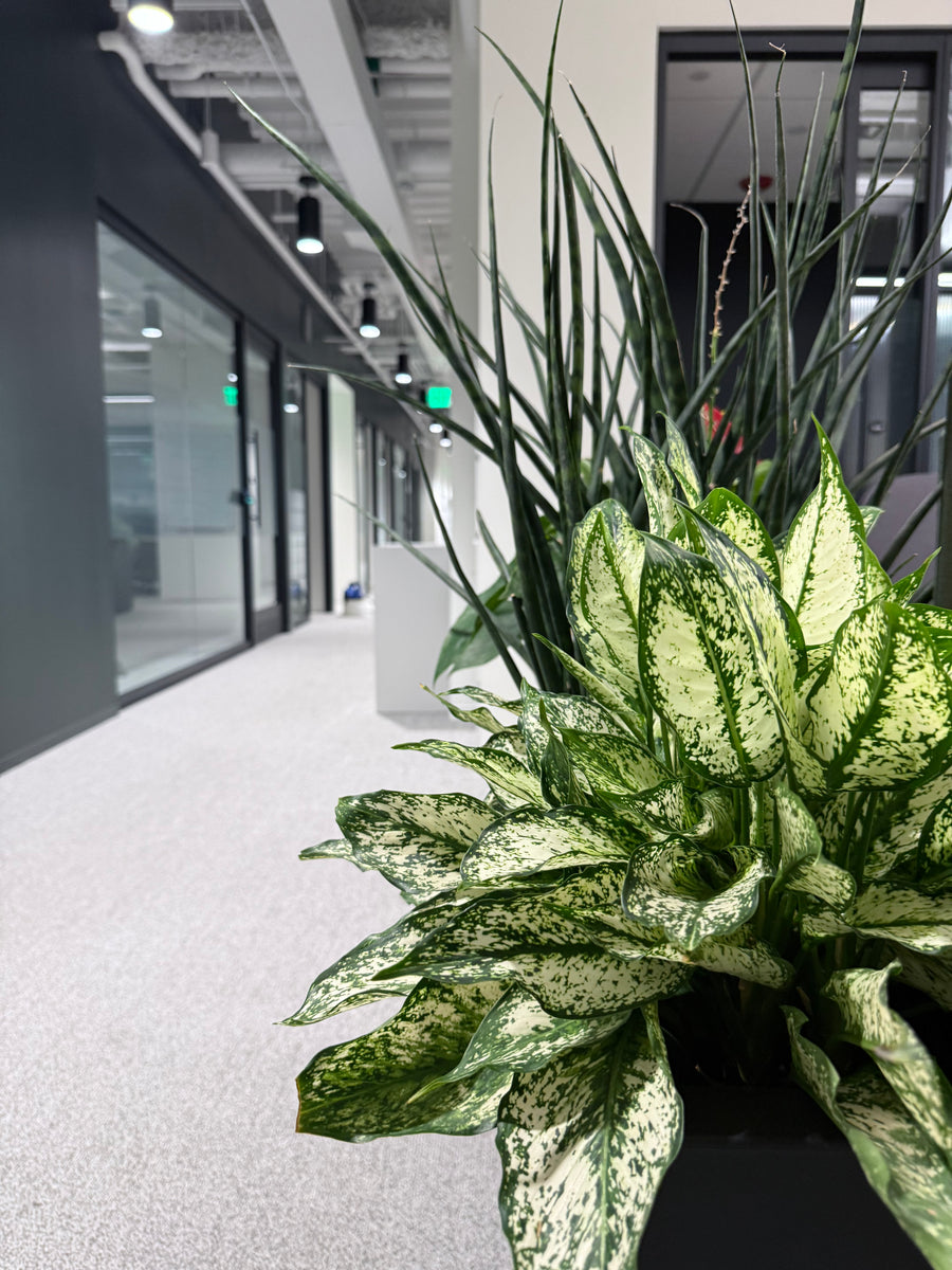 CBRE 595 Tower — Reception Planting and Open Office Planters detail