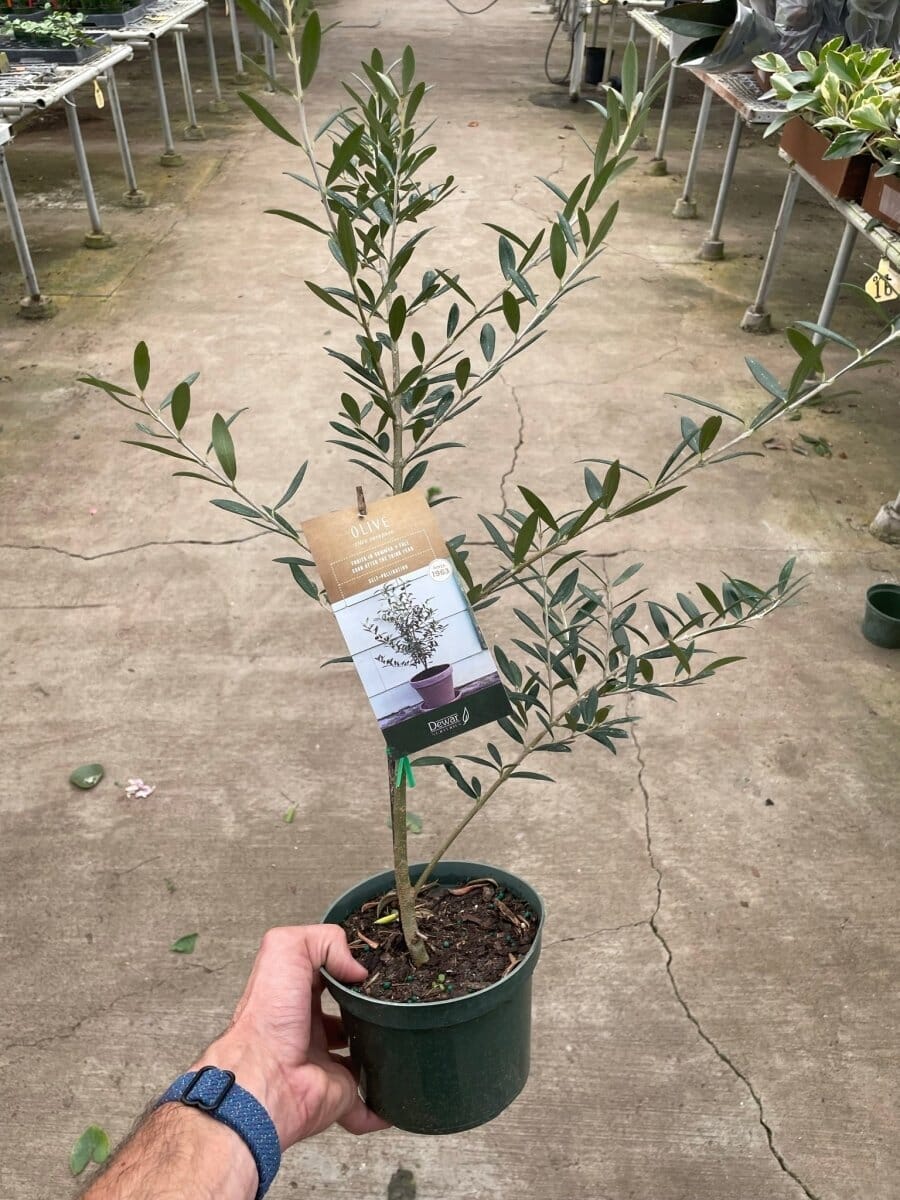 Common Olive Tree (Olea europaea)-Indoor Plants-Trendy Gardener