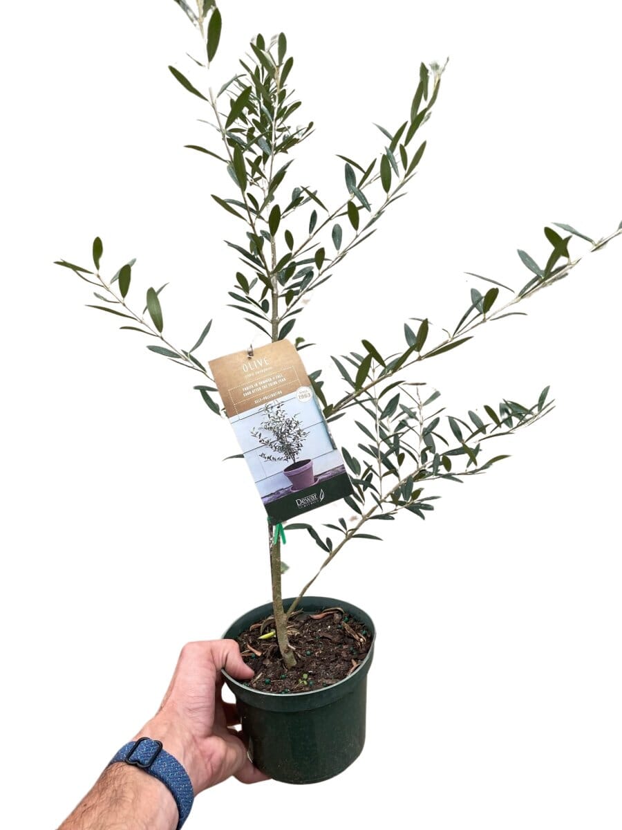 Common Olive Tree (Olea europaea)-Indoor Plants-Trendy Gardener