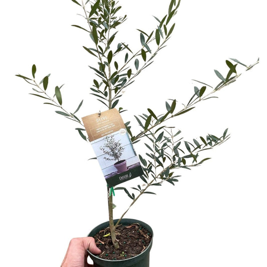 Common Olive Tree (Olea europaea)-Indoor Plants-Trendy Gardener