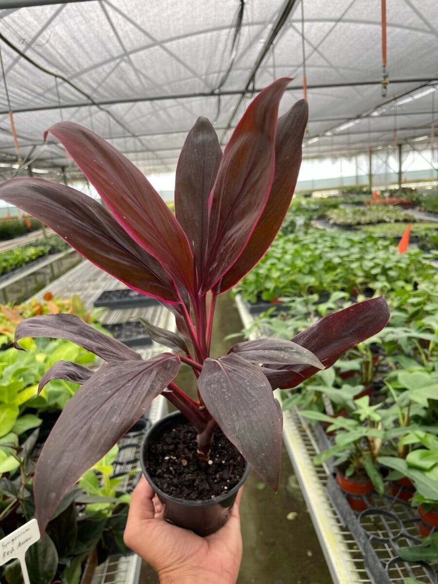 Cordyline 'Calypso Queen'-Indoor Plants-Trendy Gardener