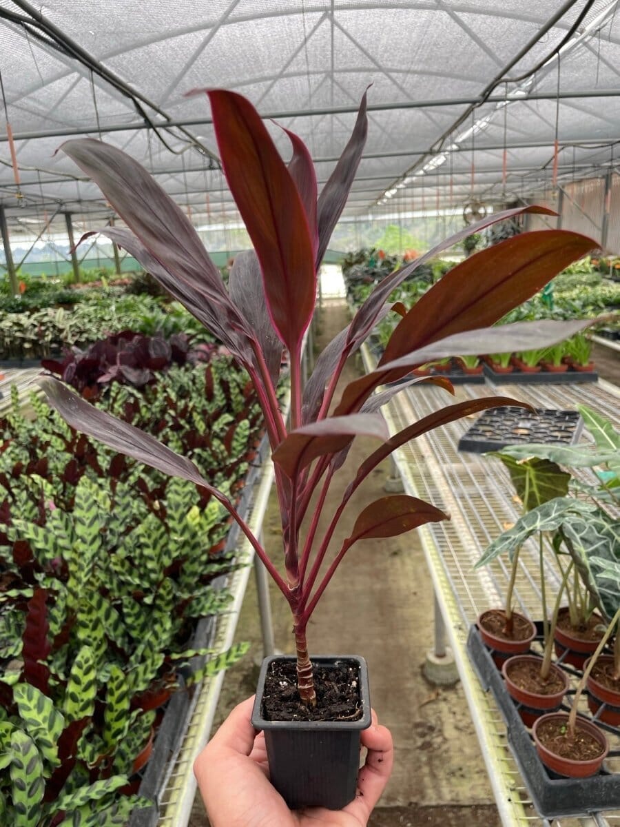 Cordyline 'Calypso Queen'-Indoor Plants-Trendy Gardener