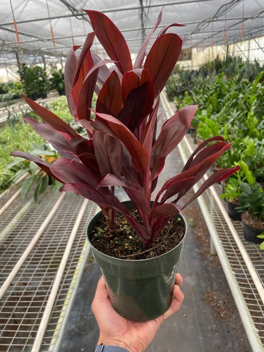 Cordyline 'Calypso Queen'-Indoor Plants-Trendy Gardener