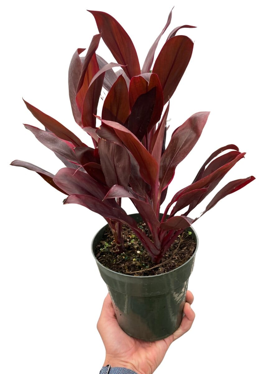 Cordyline 'Calypso Queen'-Indoor Plants-Trendy Gardener