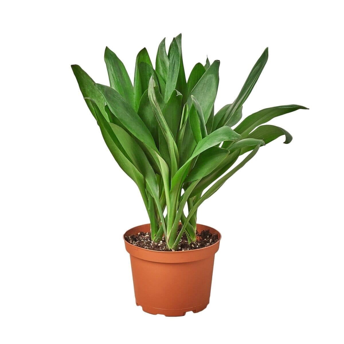 Cordyline Glauca-Indoor Plants-Trendy Gardener