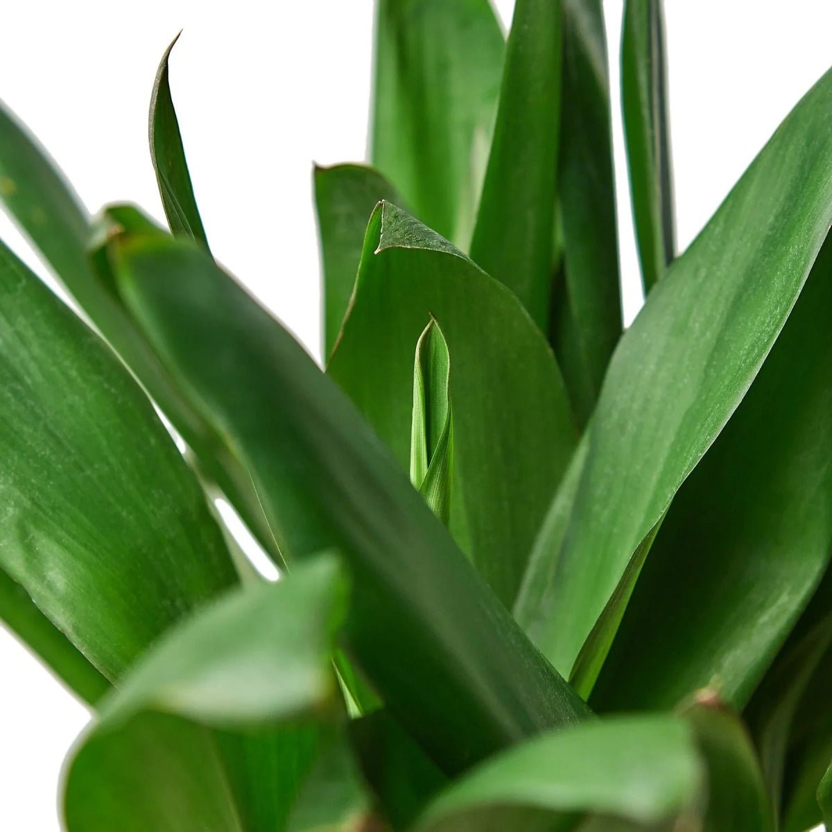 Cordyline Glauca-Indoor Plants-Trendy Gardener