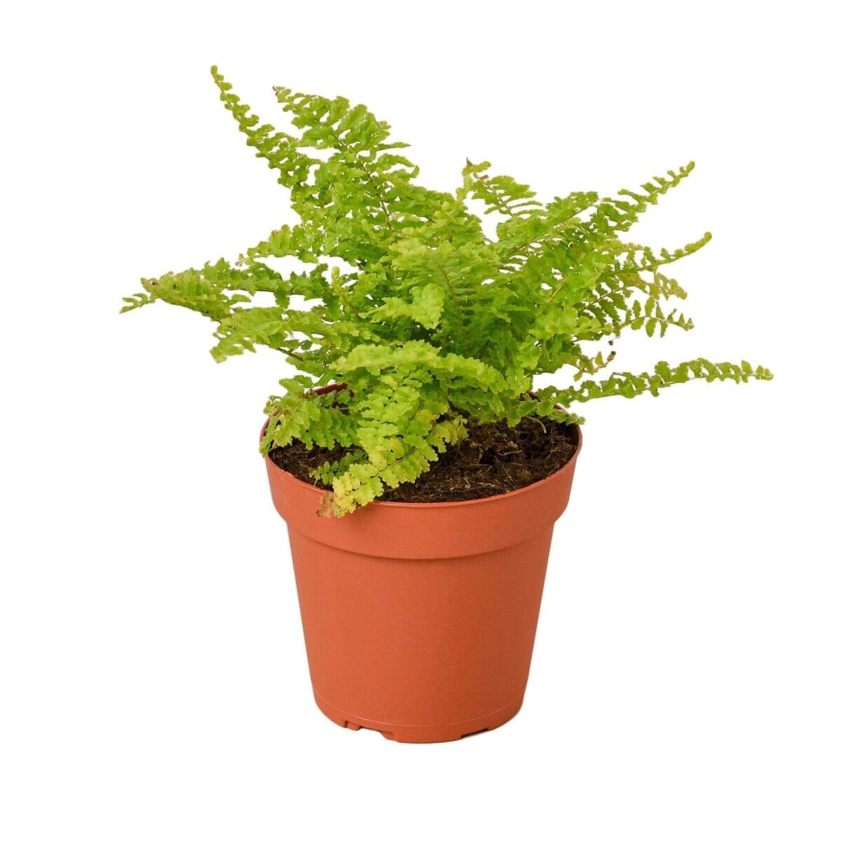 Cotton Candy Fern-4" Plant-Trendy Gardener