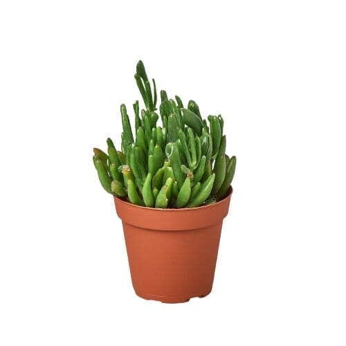 Crassula Ovata 'Gollum Jade' Succulent - 4" Pot-Indoor Plants-Trendy Gardener