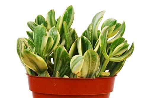 Crassula Ovata 'Variegated Jade' Succulent - 4" Pot-Indoor Plants-Trendy Gardener