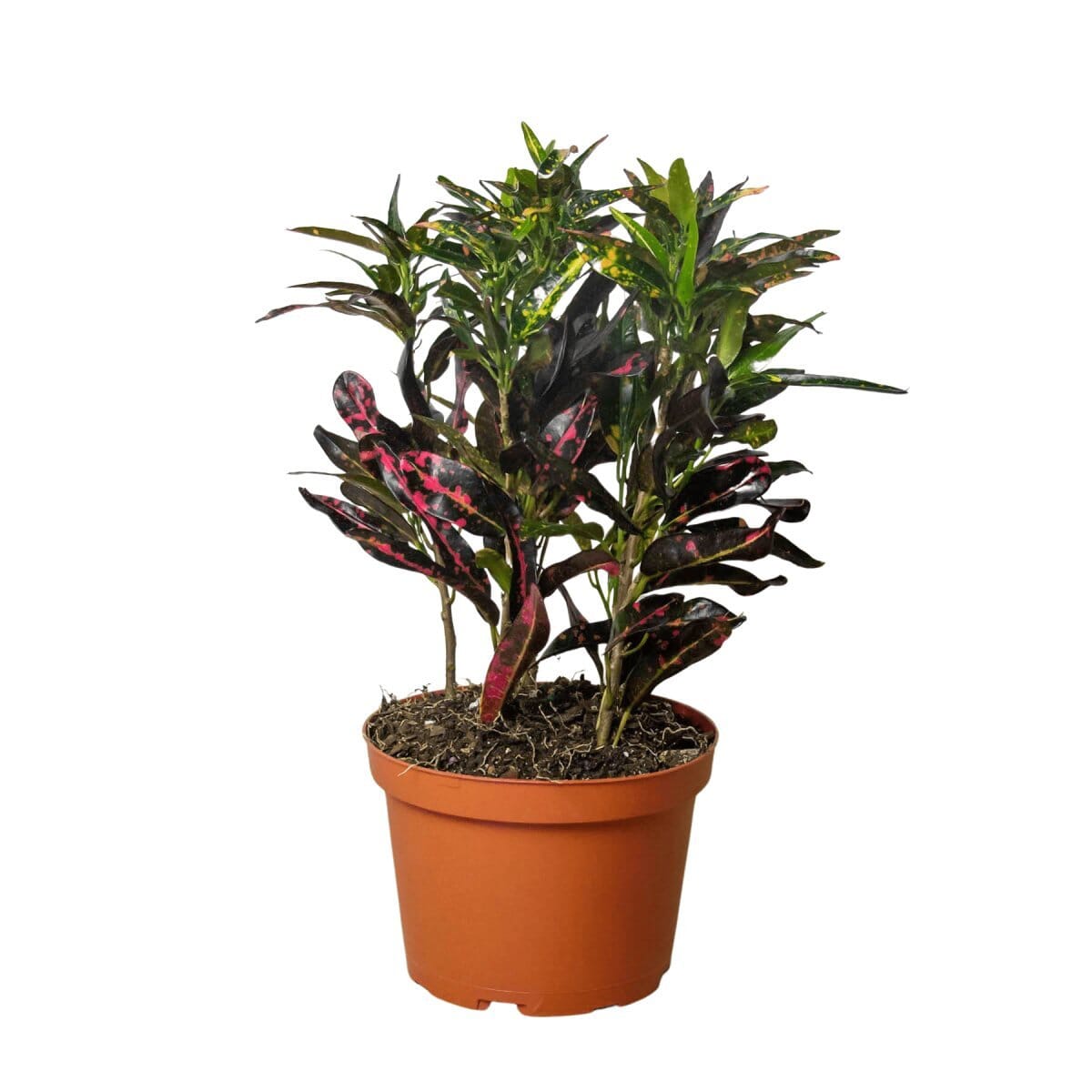 Croton 'Freckles'-Indoor Plants-Trendy Gardener