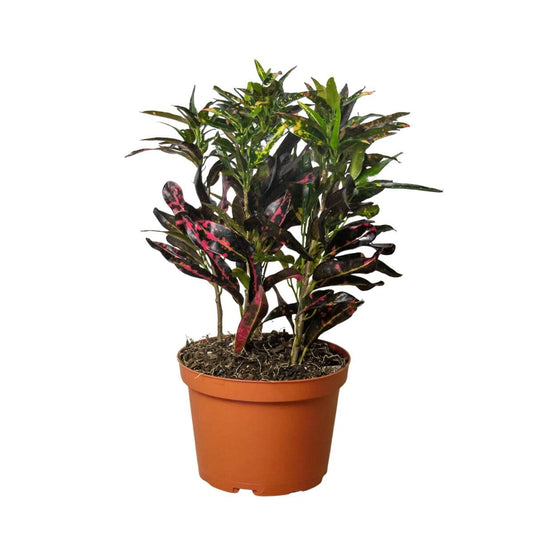 Croton 'Freckles'-Indoor Plants-Trendy Gardener