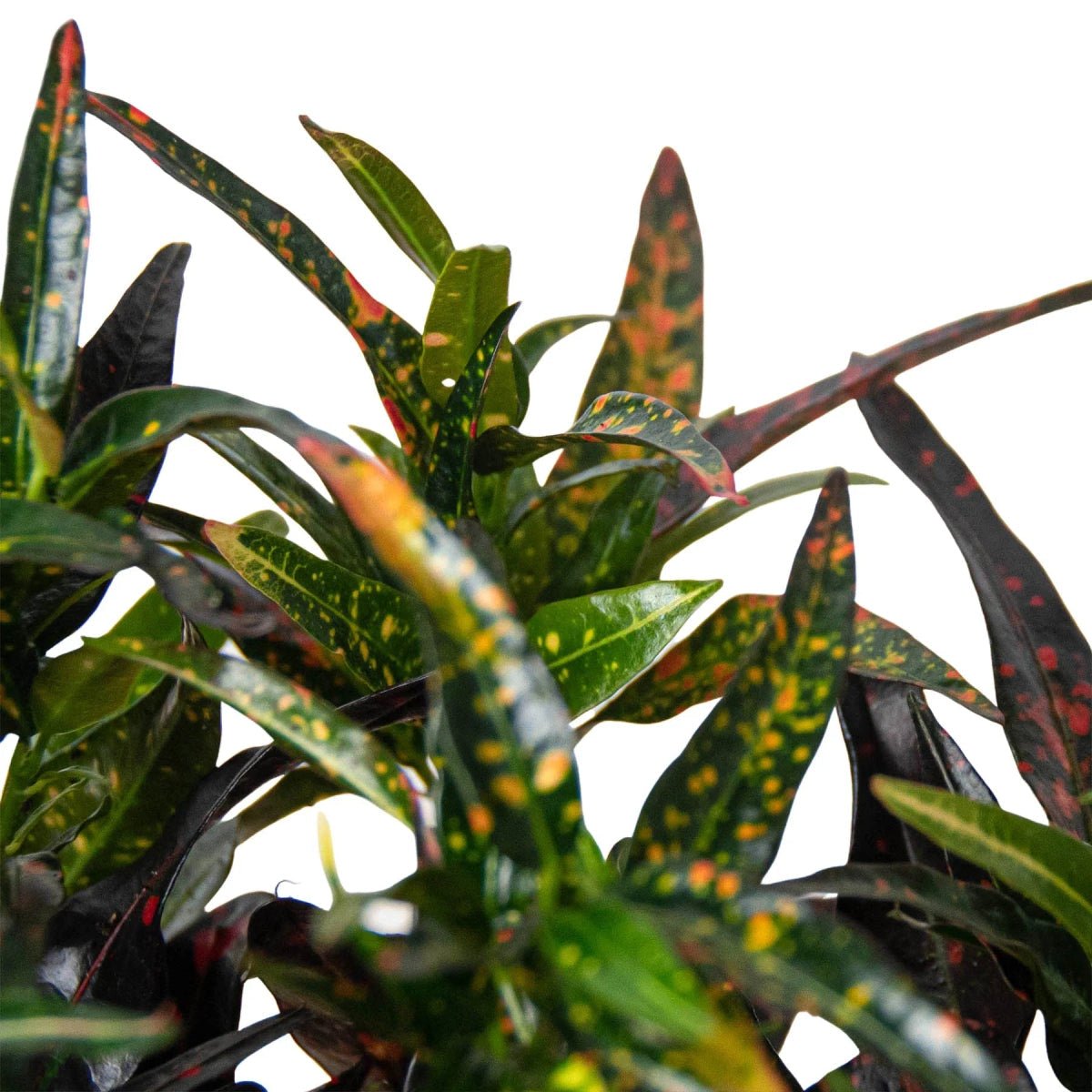 Croton 'Freckles'-Indoor Plants-Trendy Gardener