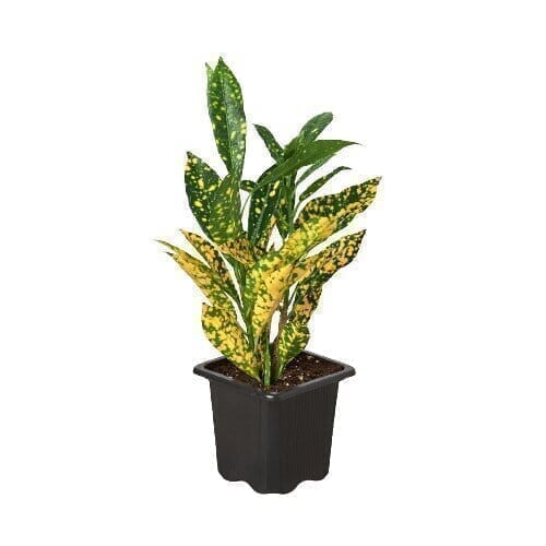 Croton 'Gold Dust' (Codiaeum variegatum) Indoor Plants Trendy Gardener 3" Pot 