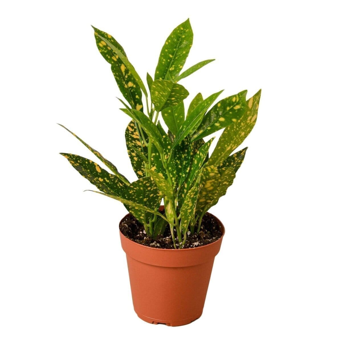 Croton 'Gold Dust' (Codiaeum variegatum) Indoor Plants Trendy Gardener 4" Pot 