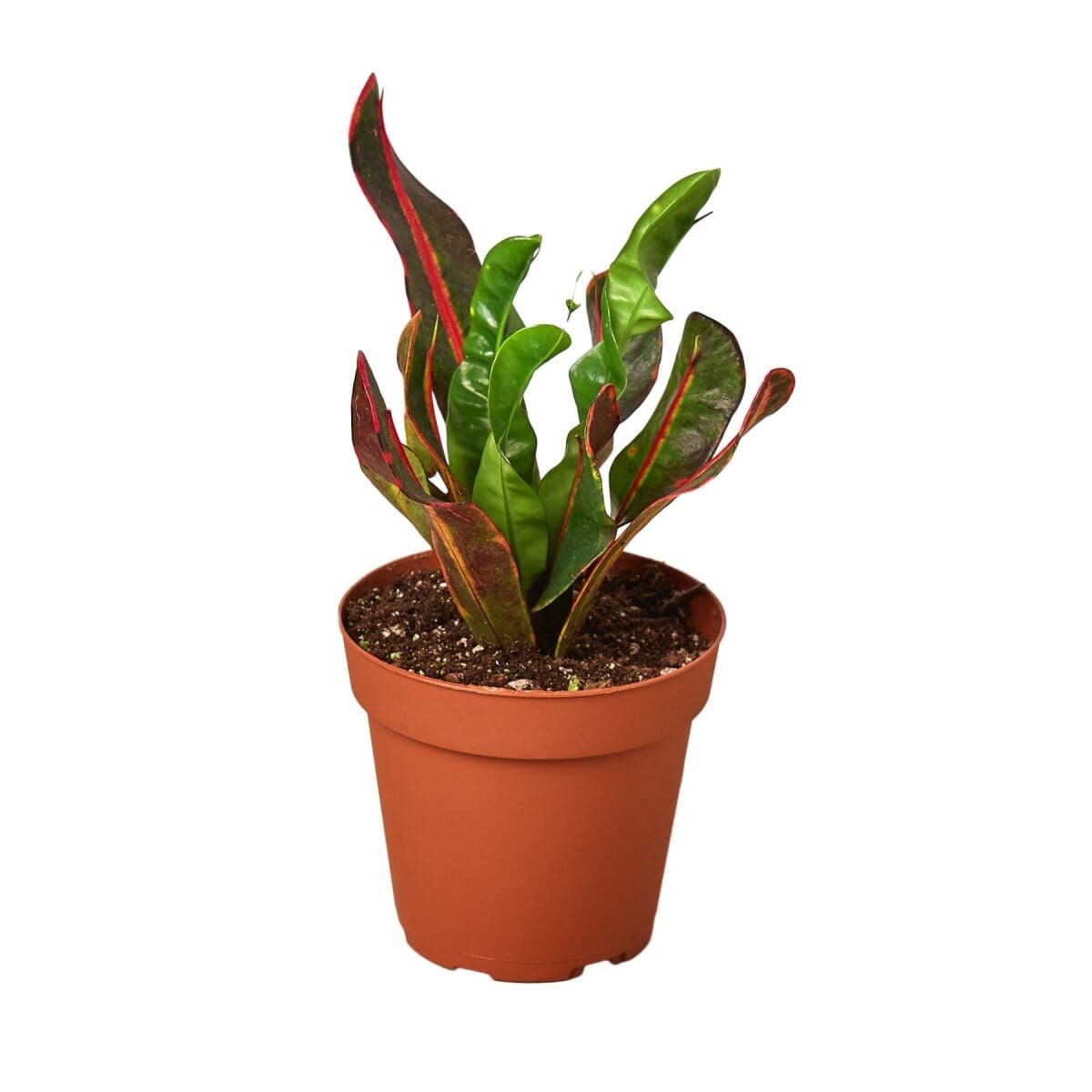 Croton 'Mammy'-Indoor Plants-Trendy Gardener