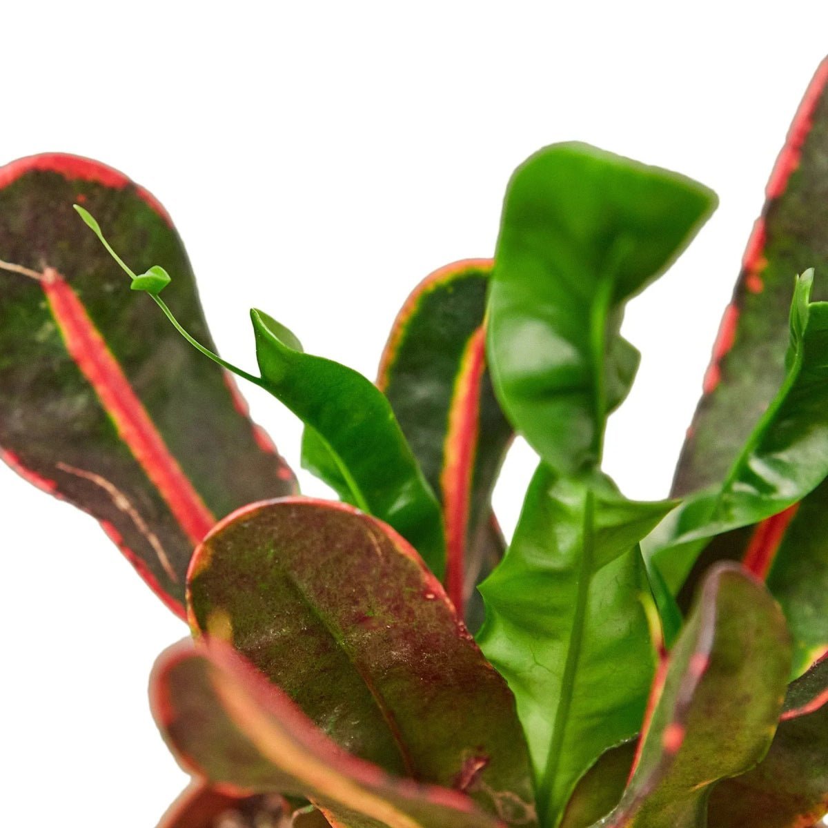 Croton 'Mammy'-Indoor Plants-Trendy Gardener