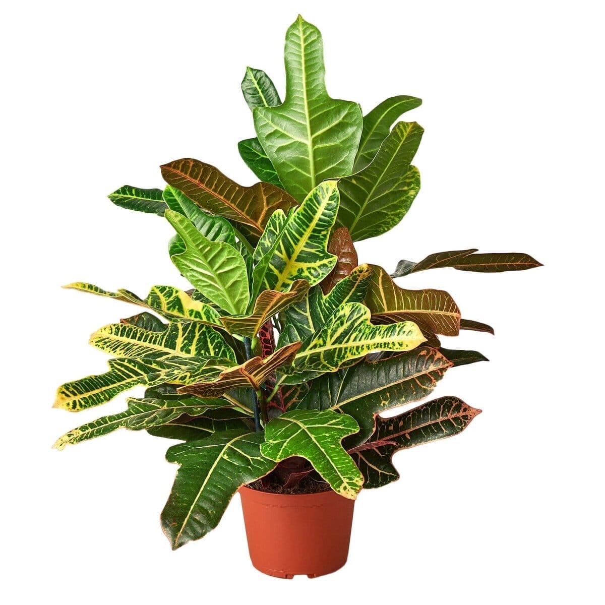 Croton 'Oak Leaf'-Indoor Plants-Trendy Gardener