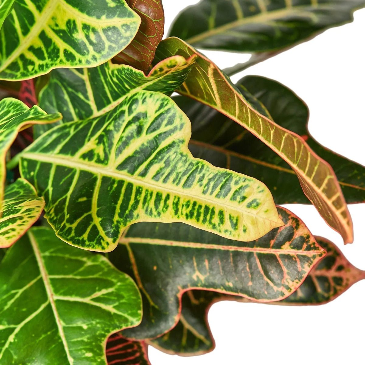 Croton 'Oak Leaf'-Indoor Plants-Trendy Gardener