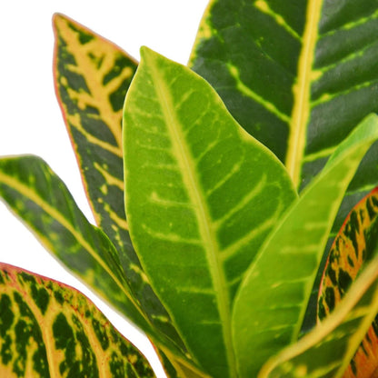 Croton Petra 'Joseph's Coat'-Indoor Plants-Trendy Gardener