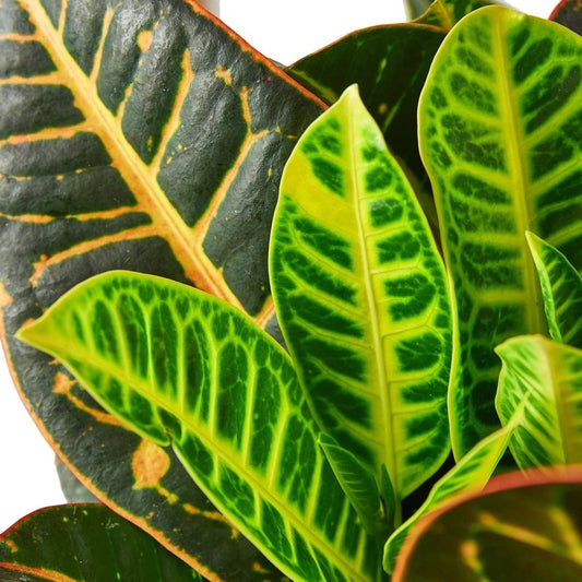 Croton Petra 'Joseph's Coat'-Indoor Plants-Trendy Gardener