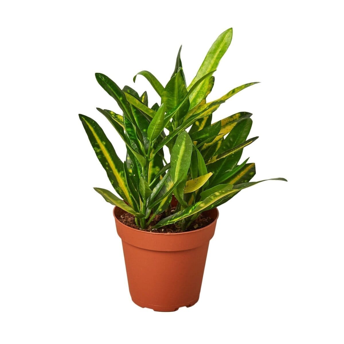 Croton 'Sunny Star'-Indoor Plants-Trendy Gardener