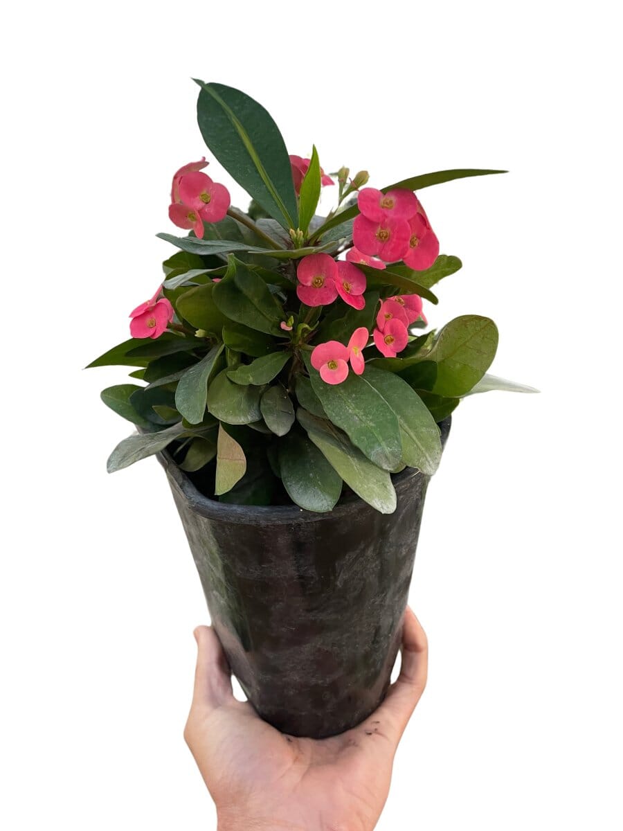 Crown of Thorns-Flowering-Trendy Gardener