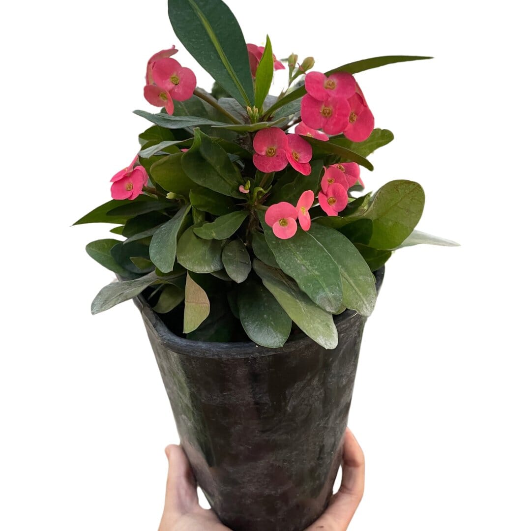 Crown of Thorns-Flowering-Trendy Gardener