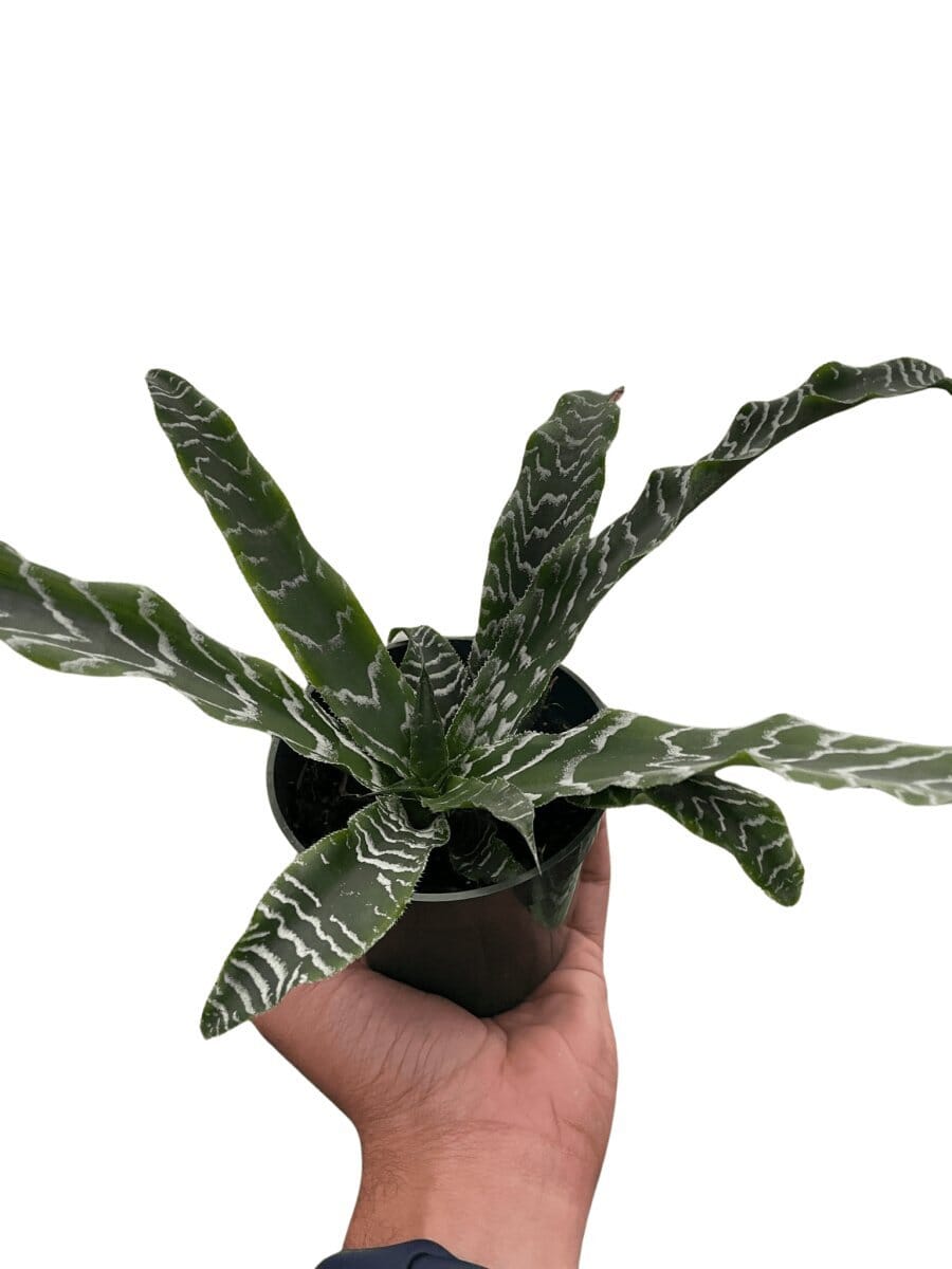 Cryptanthus 'Betty'-Indoor Plants-Trendy Gardener