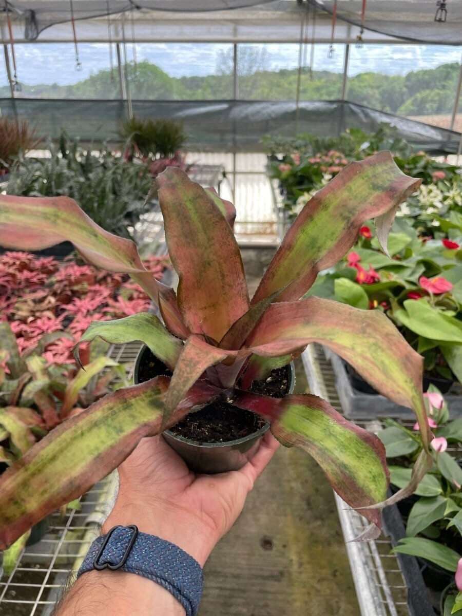 Cryptanthus 'Calypso'-Indoor Plants-Trendy Gardener