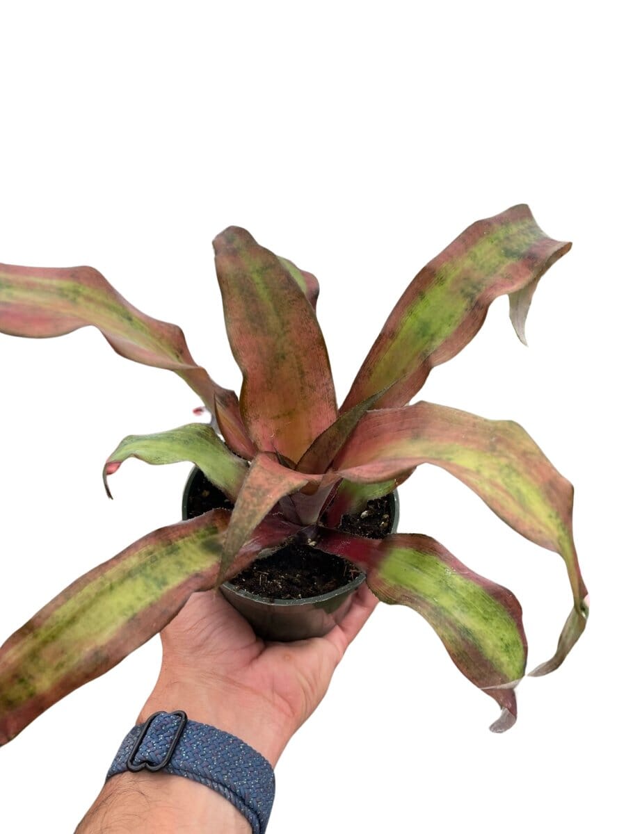 Cryptanthus 'Calypso'-Indoor Plants-Trendy Gardener