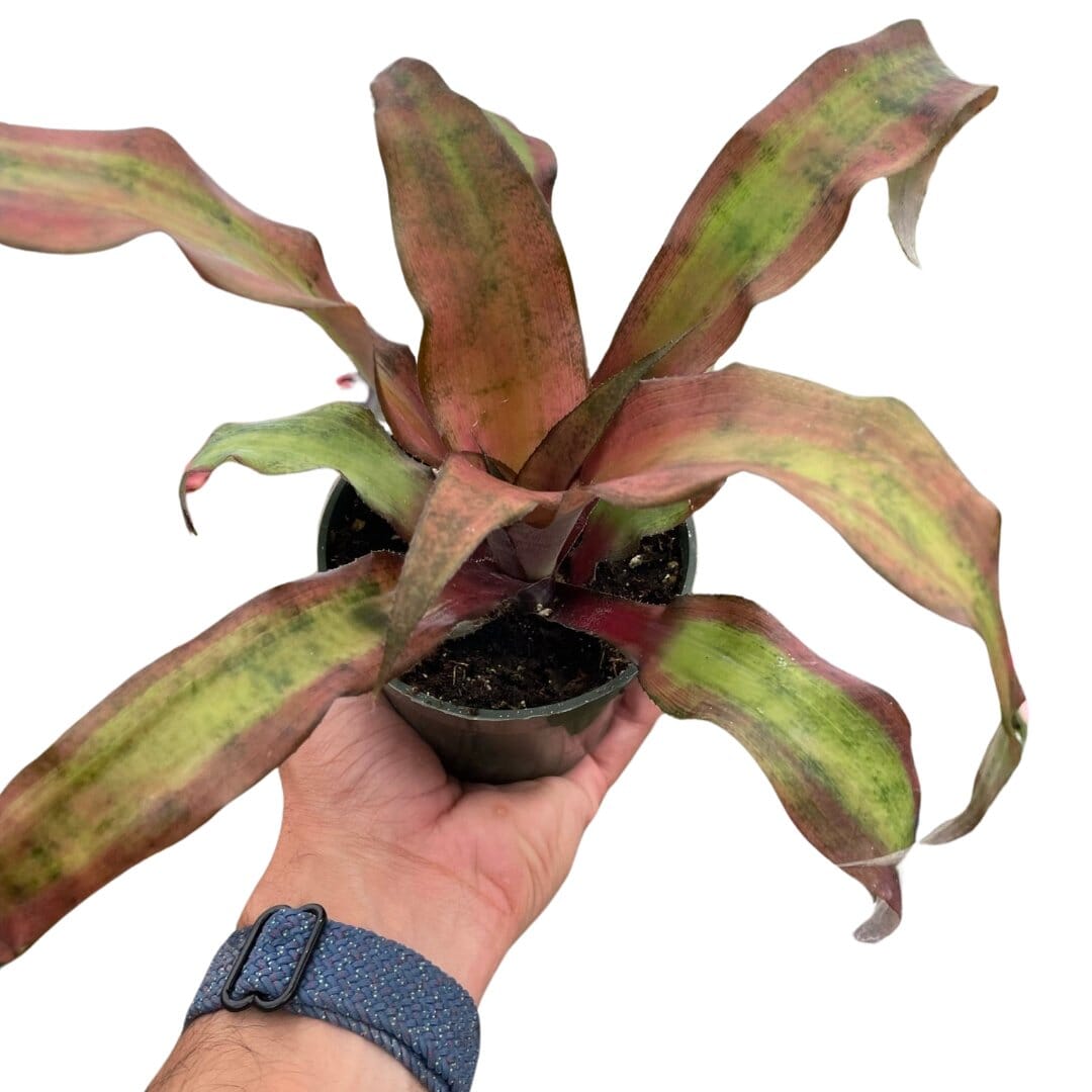 Cryptanthus 'Calypso'-Indoor Plants-Trendy Gardener