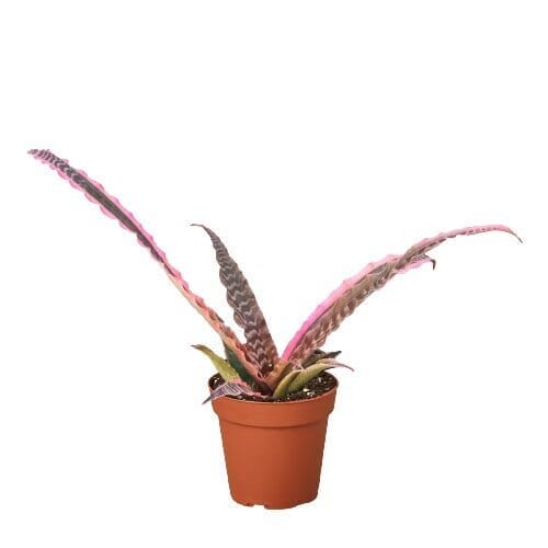 Cryptanthus 'Elaine'-Indoor Plants-Trendy Gardener