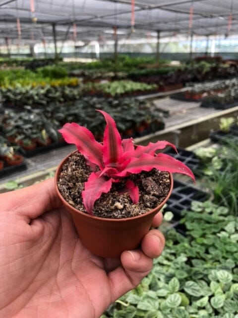 Cryptanthus 'Pink Star' - 3" Pot-Indoor Plants-Trendy Gardener