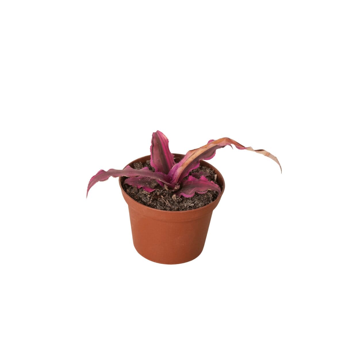 Cryptanthus 'Pink Star' - 3" Pot-Indoor Plants-Trendy Gardener