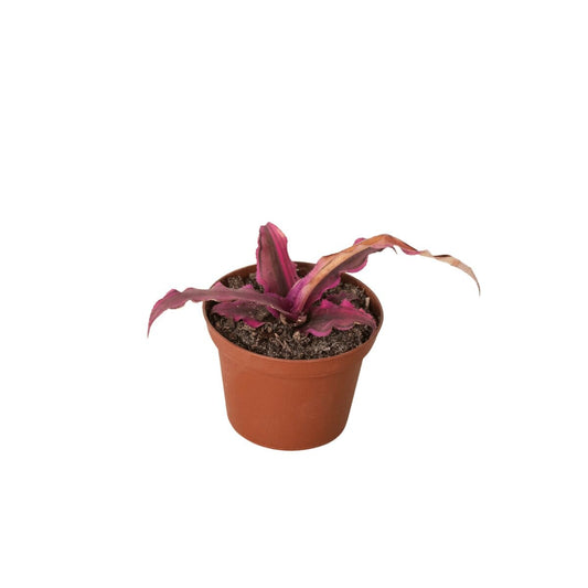 Cryptanthus 'Pink Star' - 3" Pot-Indoor Plants-Trendy Gardener