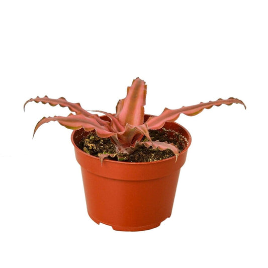 Cryptanthus 'Pink Star' - 4" Pot-Indoor Plants-Trendy Gardener